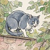 🐱 ��� ����� ����� ������ ������ ���������